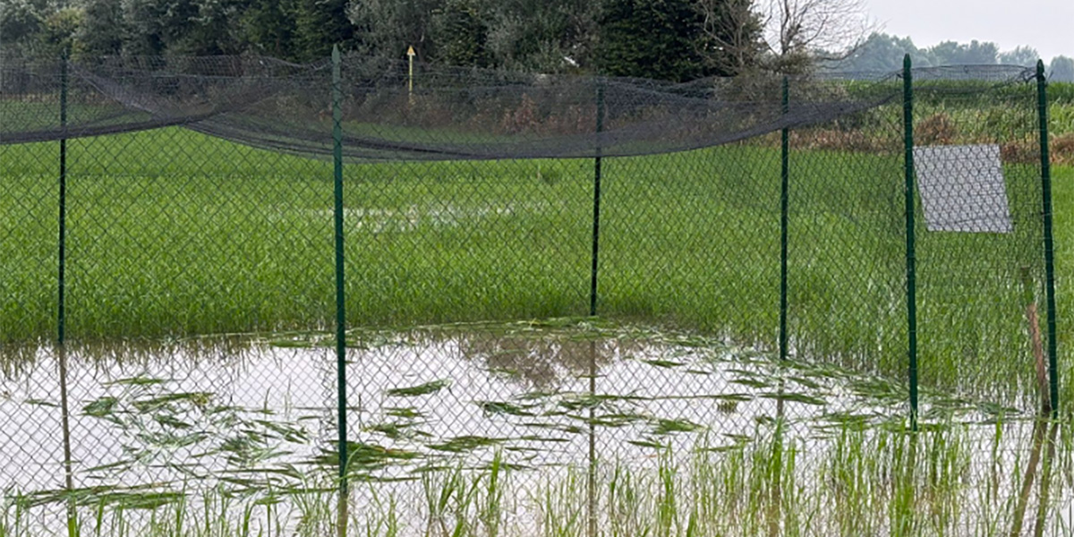 Cibo per la mente: l'atto vandalico di Pavia colpisce tutto il sistema